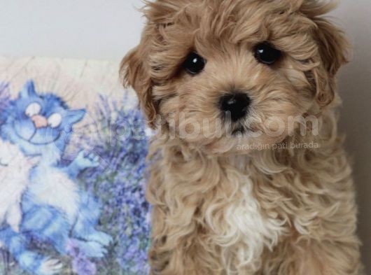 Sevimli Maltipoo Mini Boy Yavrular görsel