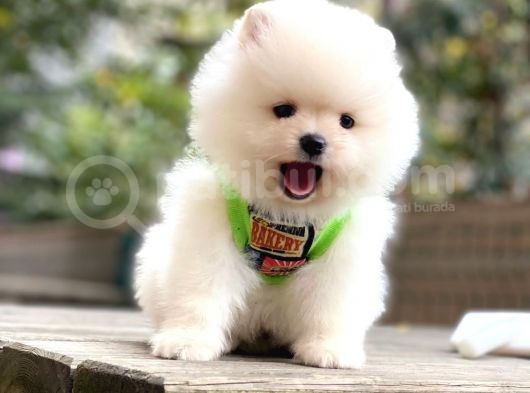 Pomeranian Teddyface Suratlı Bebeklerim görsel