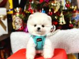 Ayıcık Surat Boo Pomeranian Yavrular