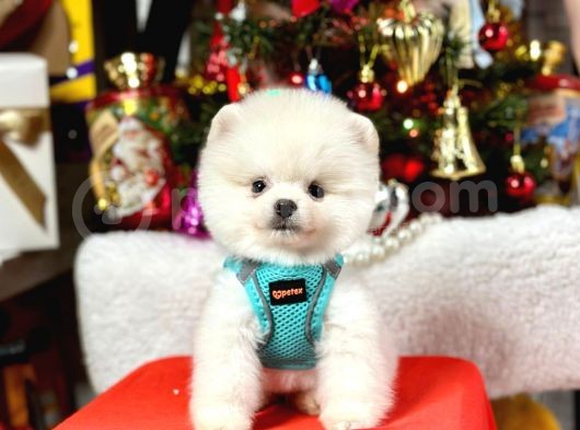 Ayıcık Surat Boo Pomeranian Yavrular görsel