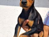Erkek Ve Disi Doberman Yavrularimiz