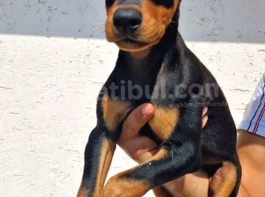 Erkek Ve Disi Doberman Yavrularimiz görsel