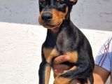 Erkek Ve Disi Doberman Yavrularimiz