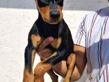 Erkek Ve Disi Doberman Yavrularimiz