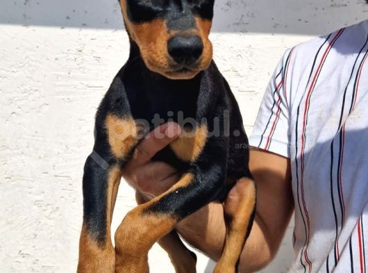 Erkek Ve Disi Doberman Yavrularimiz görsel