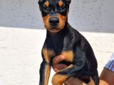 Erkek Ve Disi Doberman Yavrularimiz
