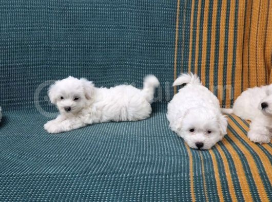 Maltese Terier Kar Beyaz Bebeklerimiz görsel