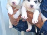 Sibirya Husky Yavrularimiz