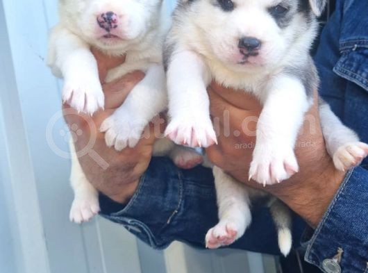Sibirya Husky Yavrularimiz görsel