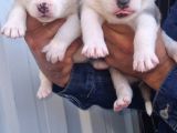 Sibirya Husky Yavrularimiz