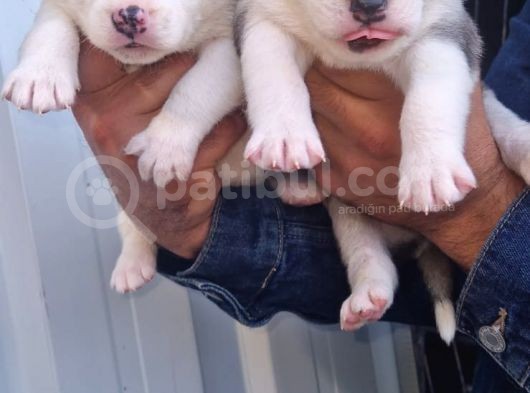 Sibirya Husky Yavrularimiz görsel