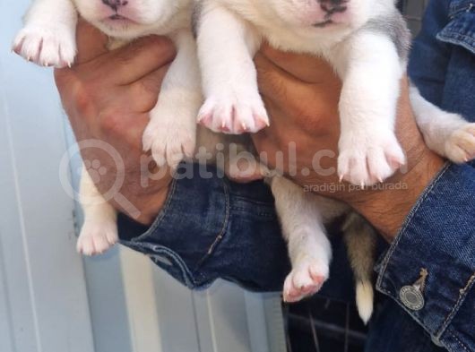 Sibirya Husky Yavrularimiz görsel