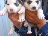 Sibirya Husky Yavrularimiz