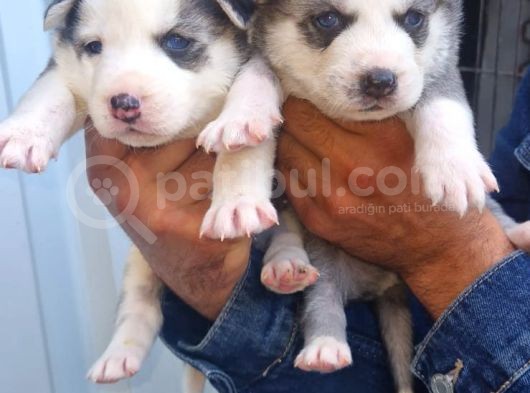 Sibirya Husky Yavrularimiz görsel