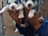 Sibirya Husky Yavrularimiz