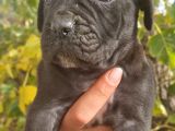 Siyah Ve Blue Corso Yavrularimiz