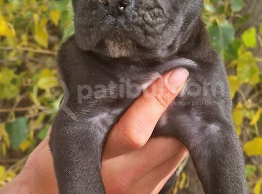 Siyah Ve Blue Corso Yavrularimiz görsel