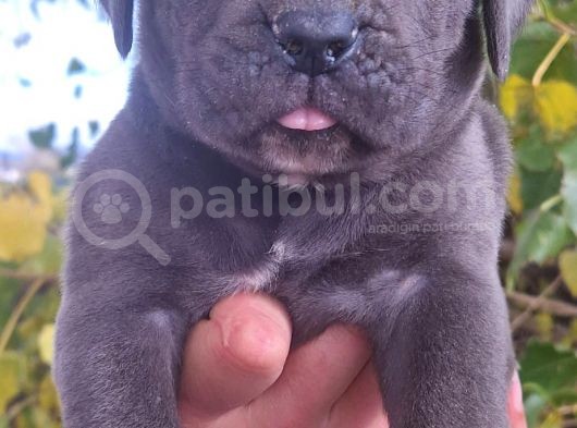 Siyah Ve Blue Corso Yavrularimiz görsel