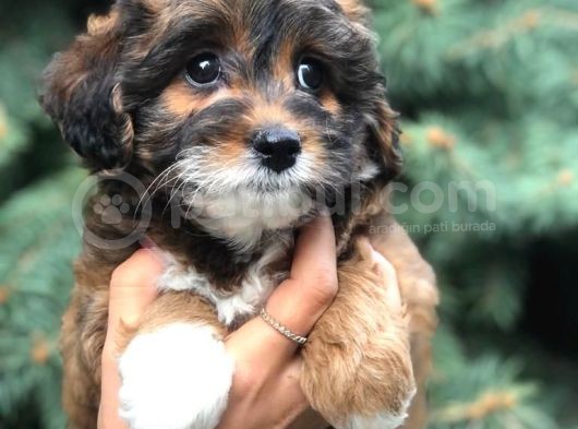 Morkie Cinsi Yavrular