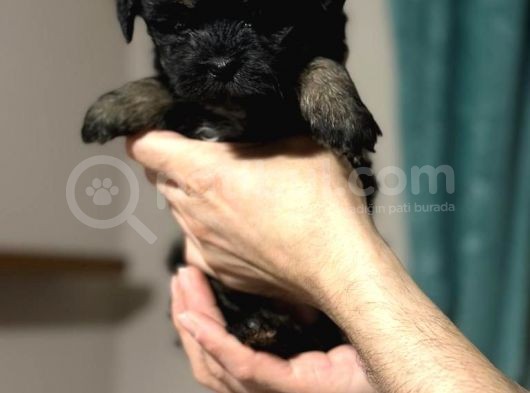 Anne Altından Dişi Phantom Maltipoo Yavrumuz görsel