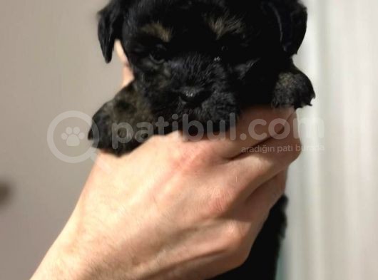 Anne Altından Dişi Phantom Maltipoo Yavrumuz görsel