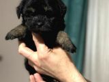 Anne altından dişi Phantom Maltipoo yavrumuz