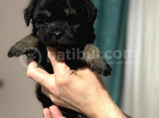 Anne Altından Dişi Phantom Maltipoo Yavrumuz