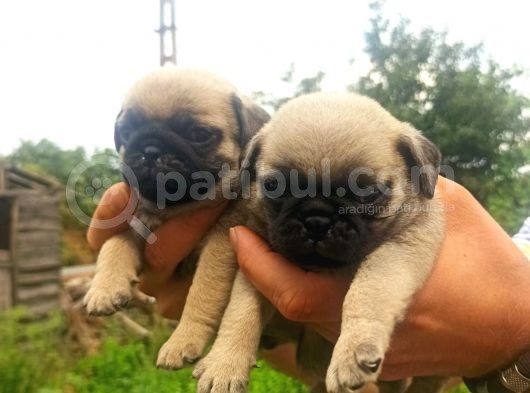 Pug Mobs Yavrular görsel