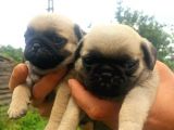 Pug Mobs Yavrular