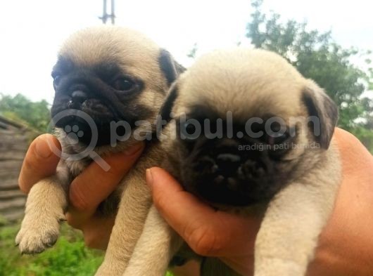 Pug Mobs Yavrular görsel
