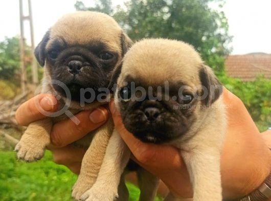 Pug Mobs Yavrular görsel