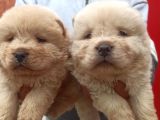Chow Chow Bebekler