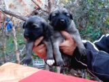 Show Kalite Kangal Yavrularimiz