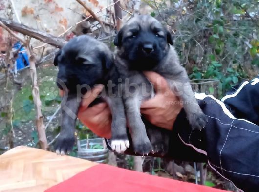 Show Kalite Kangal Yavrularimiz
