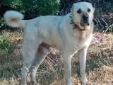 Show Kalite Kangal Yavrularimiz