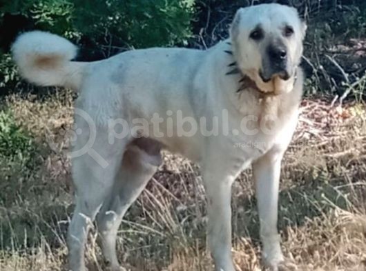 Show Kalite Kangal Yavrularimiz görsel