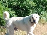 Show Kalite Kangal Yavrularimiz
