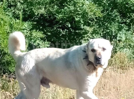 Show Kalite Kangal Yavrularimiz görsel