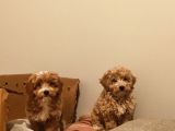 A+ Kali̇te Sevi̇mli̇ Malti̇poo Yavrular