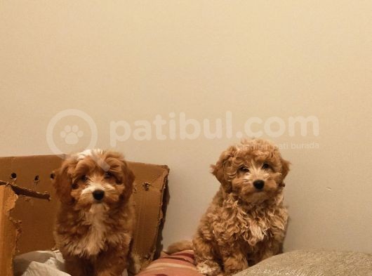 A+ Kali̇te Sevi̇mli̇ Malti̇poo Yavrular