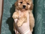 Anne Altından Dişi Maltipoo Yavrumuz