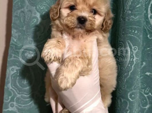 Anne Altından Dişi Maltipoo Yavrumuz