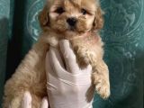 Anne Altından Dişi Maltipoo Yavrumuz