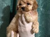 Anne Altından Dişi Maltipoo Yavrumuz