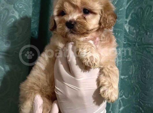 Anne Altından Dişi Maltipoo Yavrumuz görsel