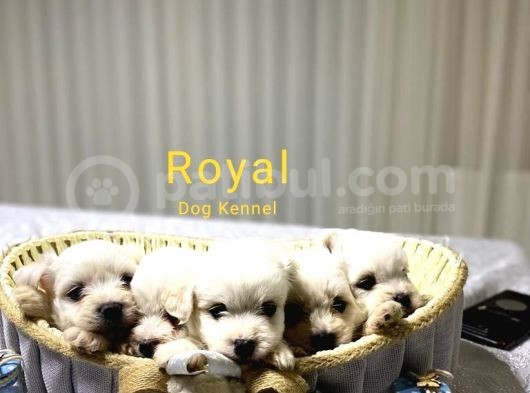 Seecereli Maltese Babadan Bebekler