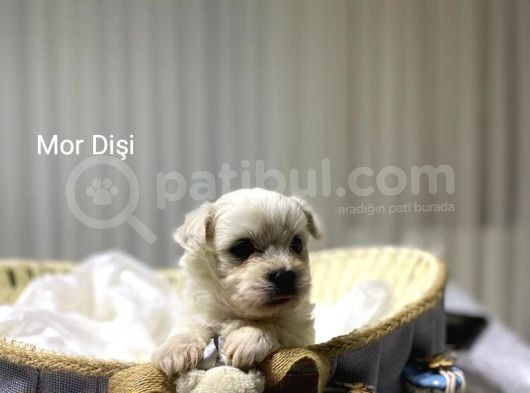Seecereli Maltese Babadan Bebekler görsel