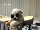 Seecereli Maltese Babadan Bebekler