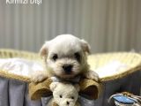 Seecereli Maltese Babadan Bebekler