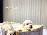 Seecereli Maltese Babadan Bebekler